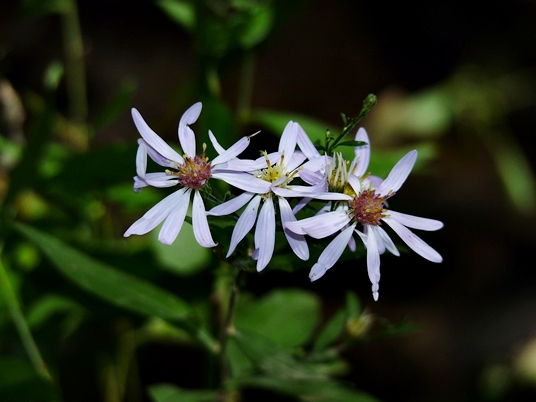 {Symphyotrichum shortii}